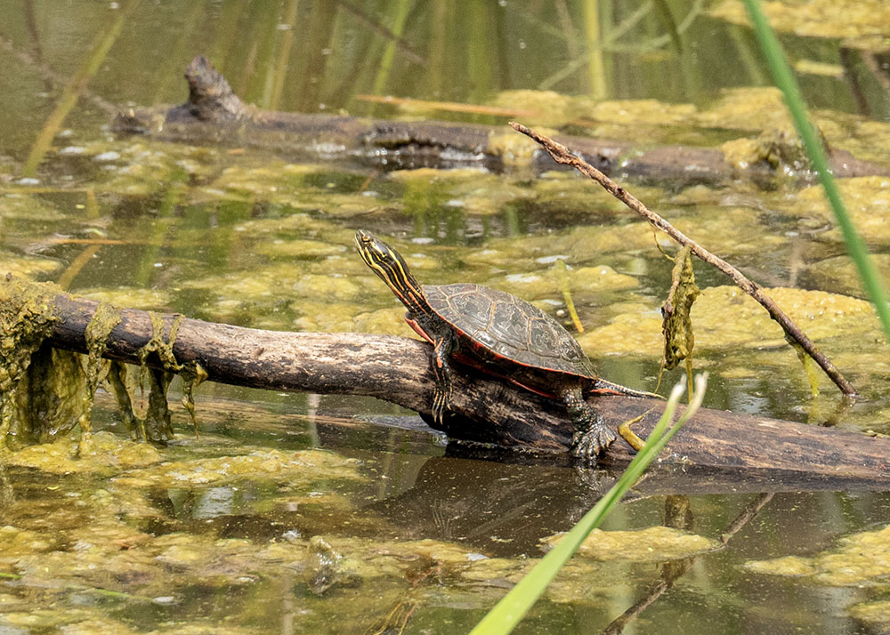 ... a painted turtle.