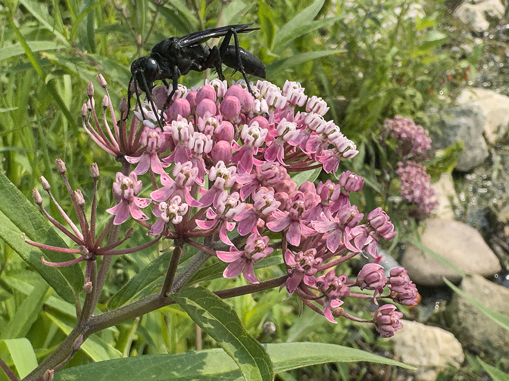 This is the largest wasp I've ever encountered. About as long as my thumb! It is a great black digger wasp on a swamp milkweed blossom, which I saw in Phantom Glen Park after a kayak excursion on Phantom Lake in Mukwonago.