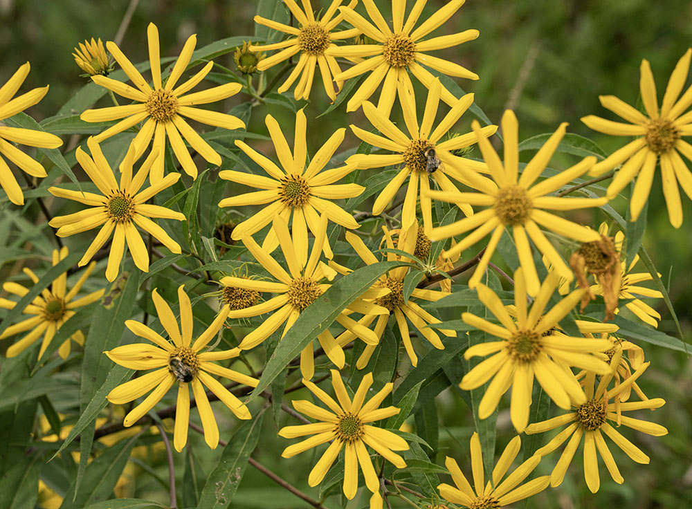 Prairie rosinweed and bees