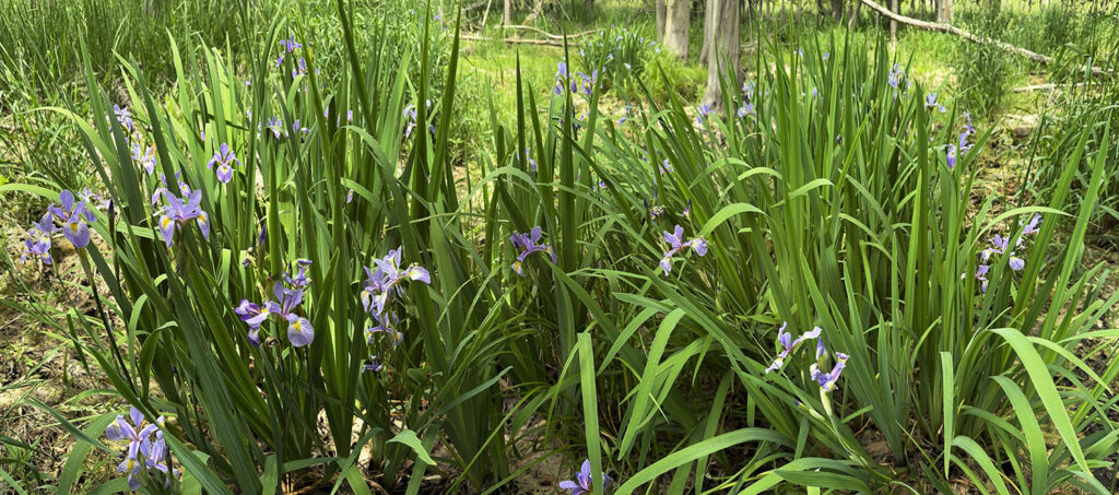 An abundance of wild irises grace the Ramthun property near Farmington in Washington County.