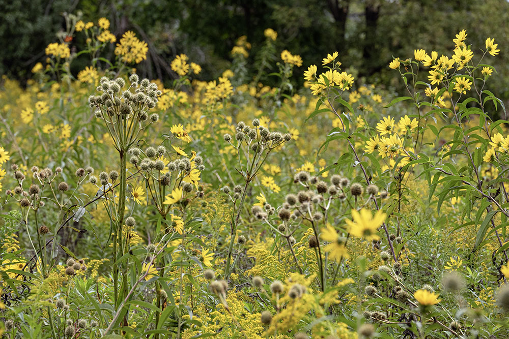 Rattlesnake master and sunflowers