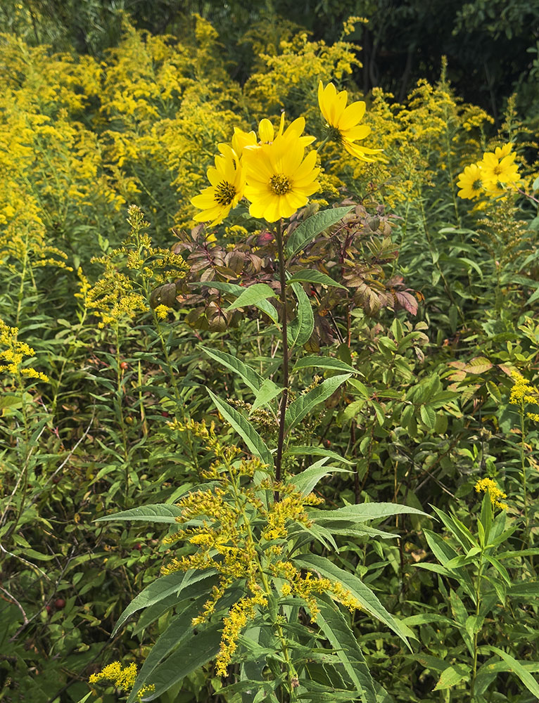 Sunflower and goldenrod