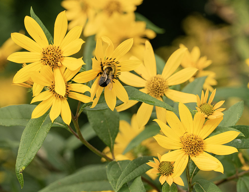 Sunflower mining bee on sawtooth sunflower
