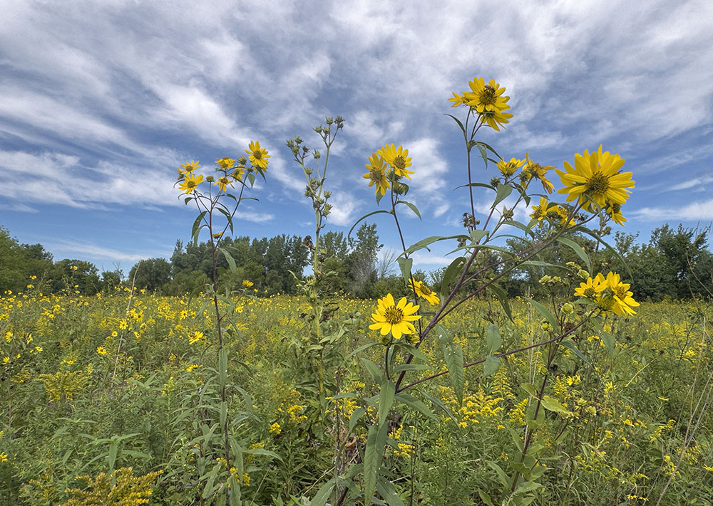 Sunflowers and Sky