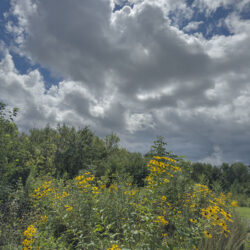 Black-eyed Susans & Sky