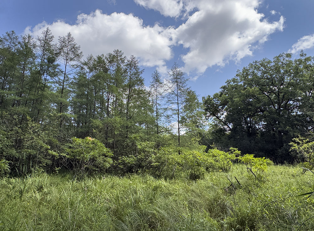   I am grateful to Helen of Waukesha County Land Conservancy for giving me a tour of their Nagawicka Lake Kettle Bog Preserve in Nashotah.