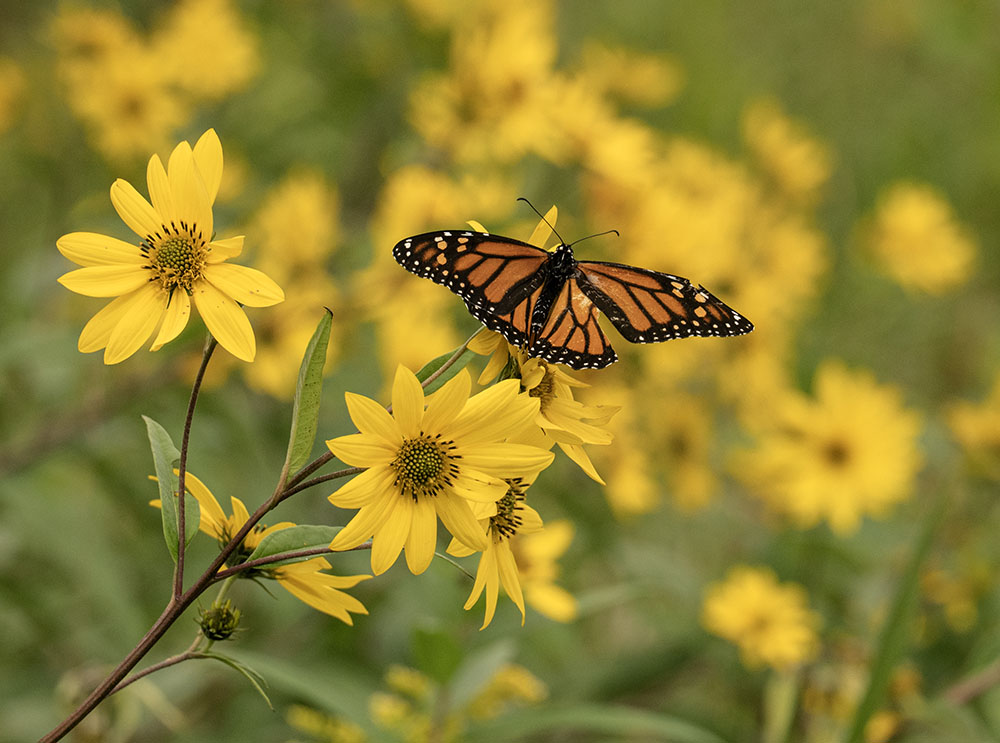 Tattered monarch