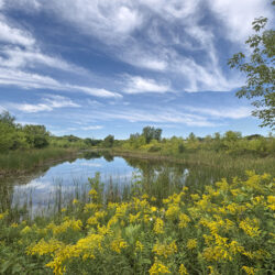 Pond & Sky