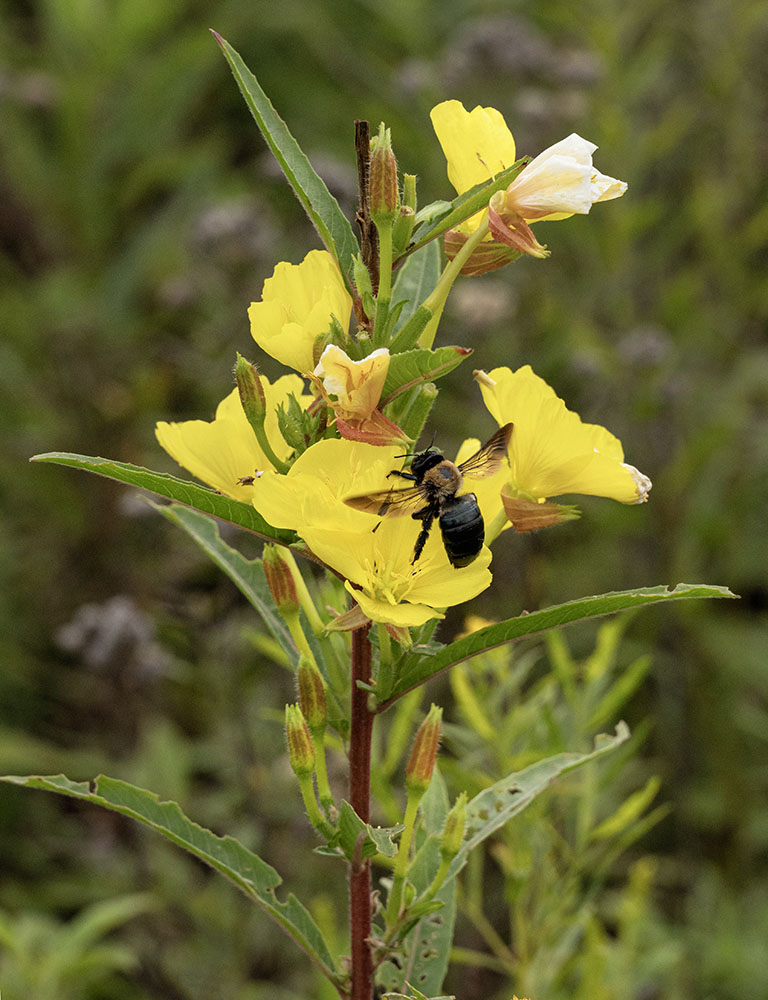 Eastern Carpenter Bee on Common Evening Primrose