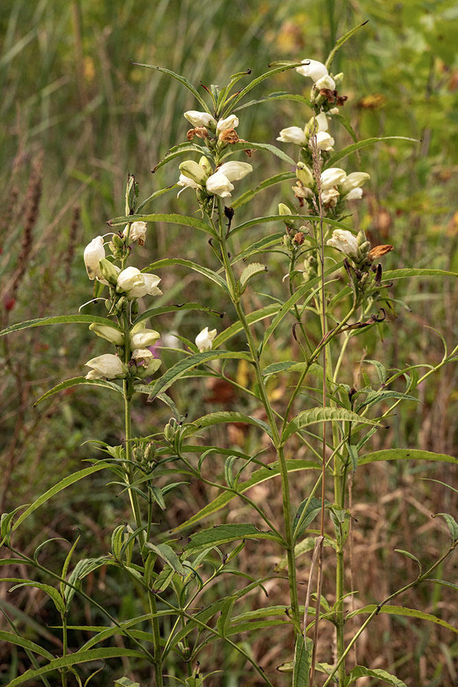 White turtlehead in bloom
