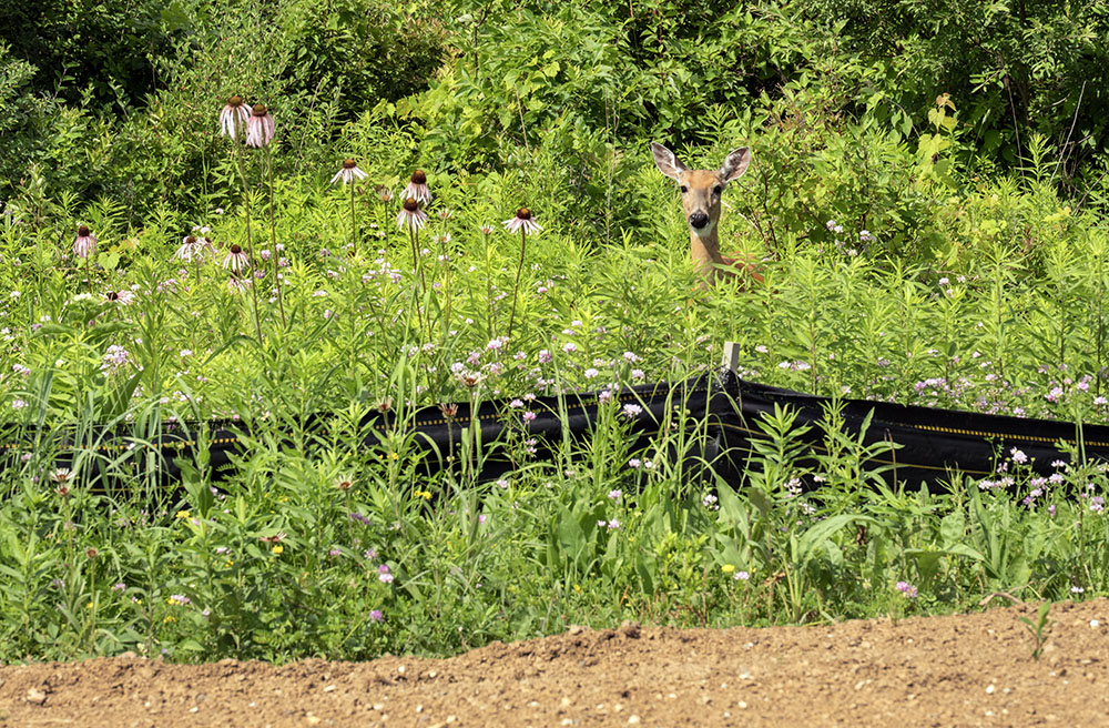 I caught this whitetail deer peeking over the construction fencing along the trail.