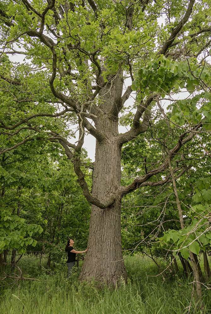 An enormous bur oak stands out in a small woodlot on the Wiskerchen property.