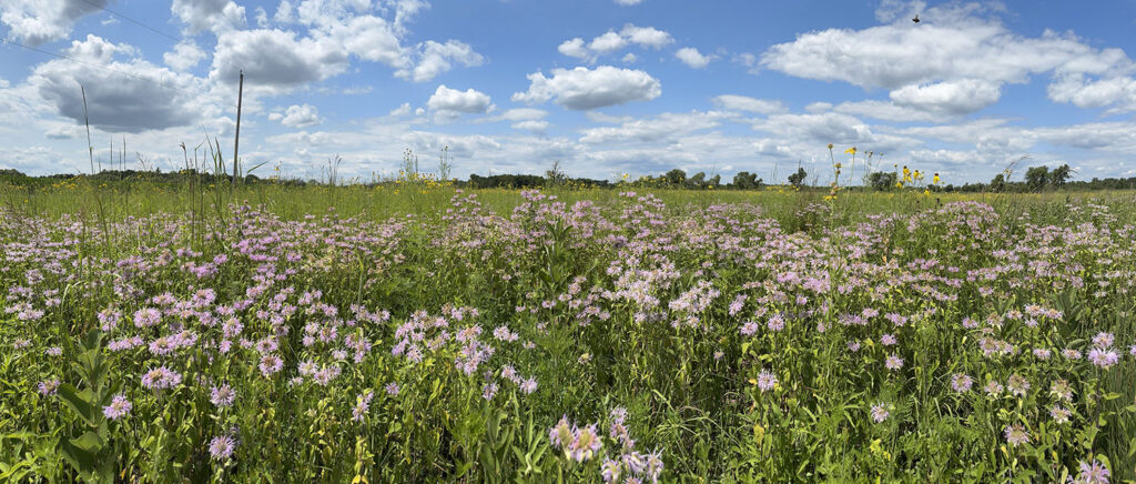 Wild bergamot, aka Bee Balm, dominates this panoramic view of the restored prairie (which also had plenty of other native wildflowers) at the Wiskerchen property near Random Lake in Ozaukee County.
