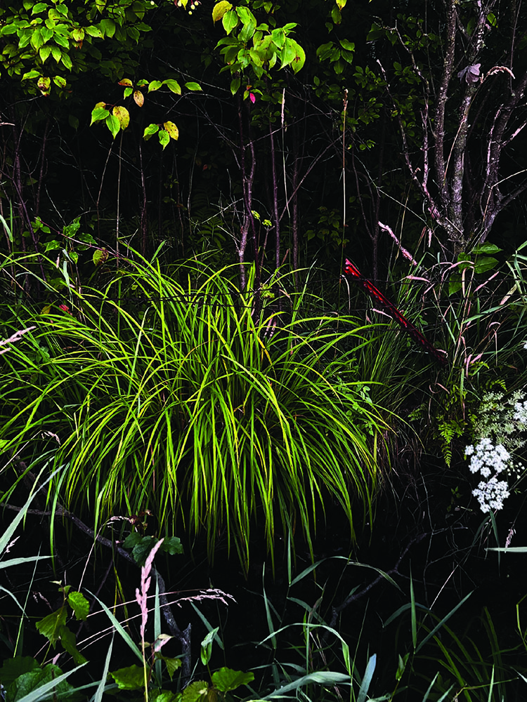 I am alive; at this moment, in this place :: dusk (sedges) ; 9"x12" , 2026