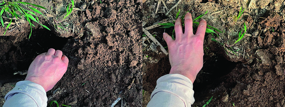 Decorah - restoration gesture : this is how you plant a tree ; 12"x27" 2025