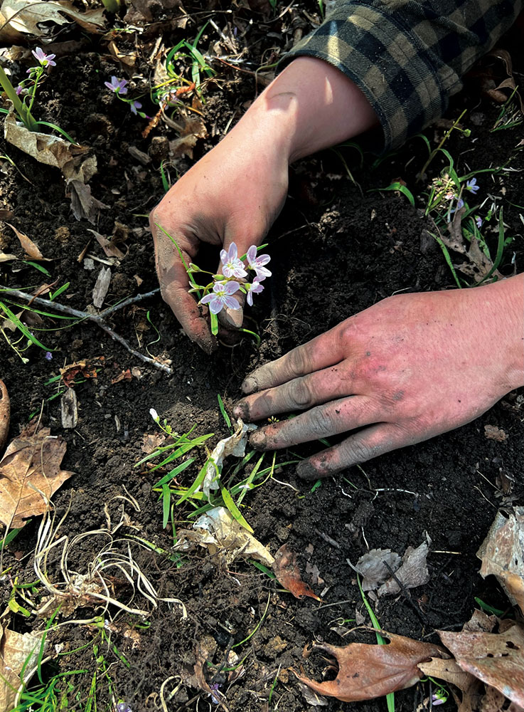 Decorah - restoration gestures: this is how you plant a tree (replanting); 2 of 7 panels, 9"x12", 2026