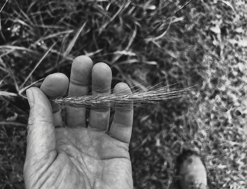 Decorah - restoration gesture (wildrye seedhead) ; 12"x15" , 2026