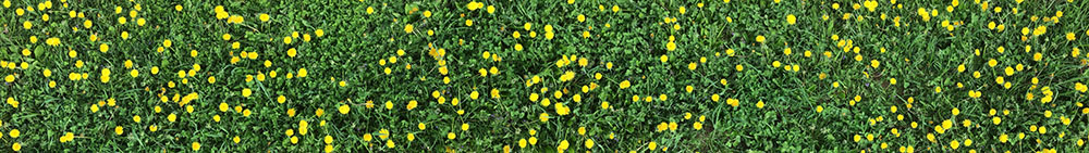 I am alive; at this moment, in this place :: wander / dandelions ; 11.5"x96", 2022