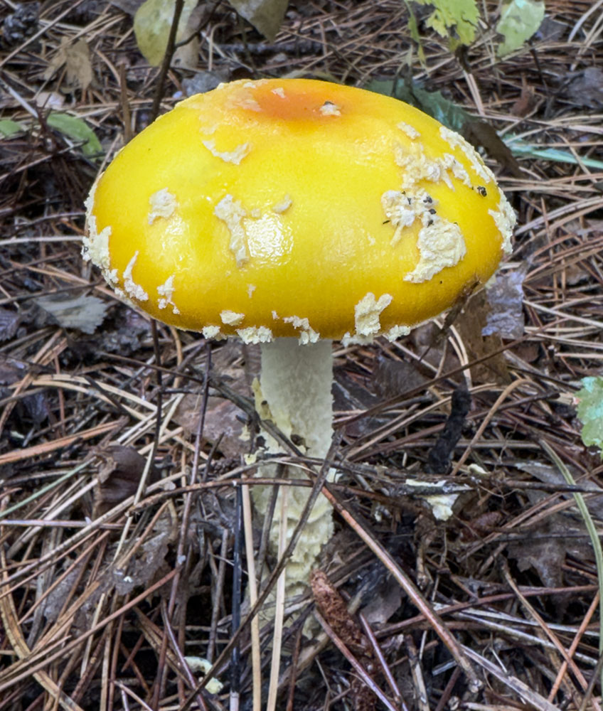 A colorful amanita frostiana mushroom.