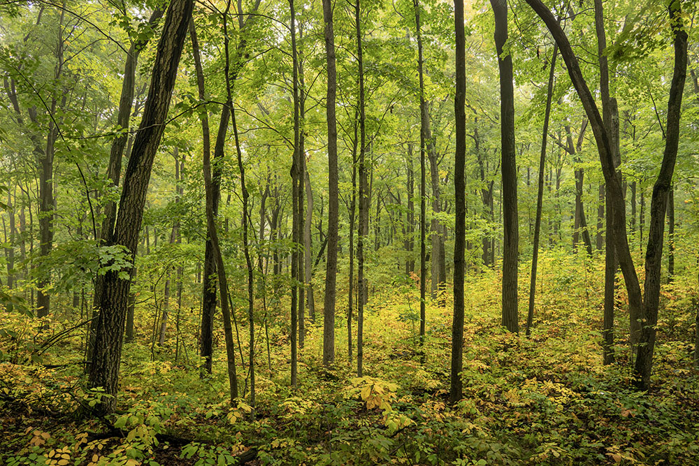 Autumn colors in the understory along the Parnell Trail.