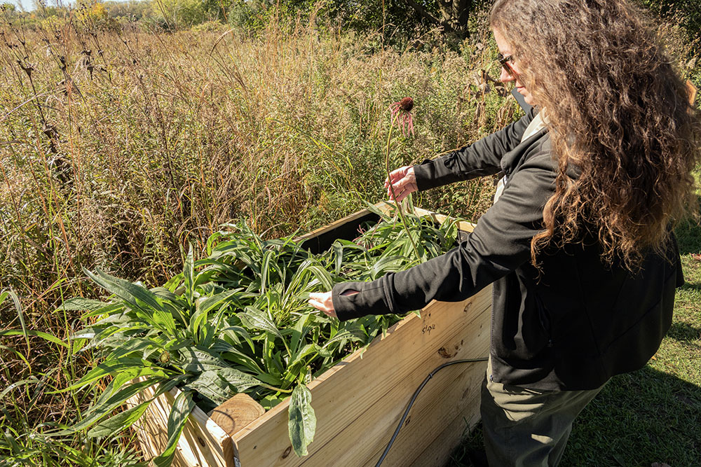 Havenwoods Superintendent Angela Vickio demonstrates how to interact with the Pale Purple Coneflower raised planter box.