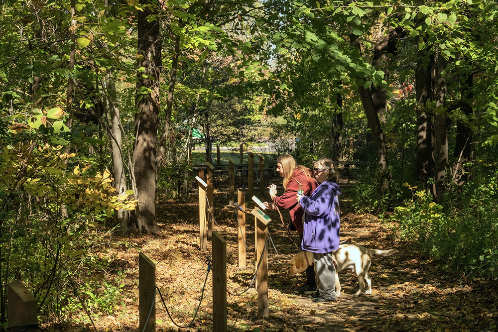 The new trail in the woodland.