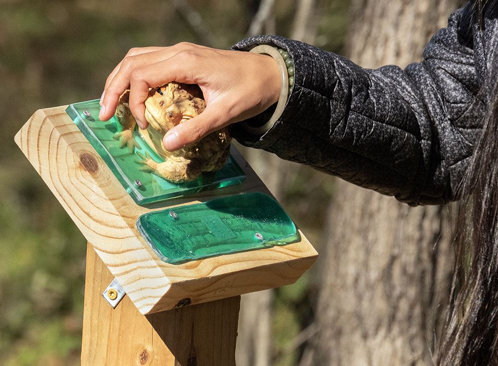 A visitor feels the toad on Signpost #121, which compares toads to frogs, reading, "Toads also lay their eggs in water but have bumpy and dry skin compared to frogs."