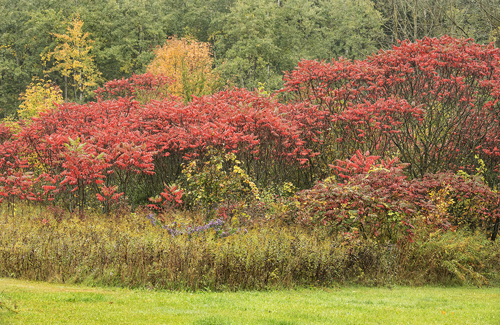 Staghorn sumacs can be counted on for vibrant autumn color!