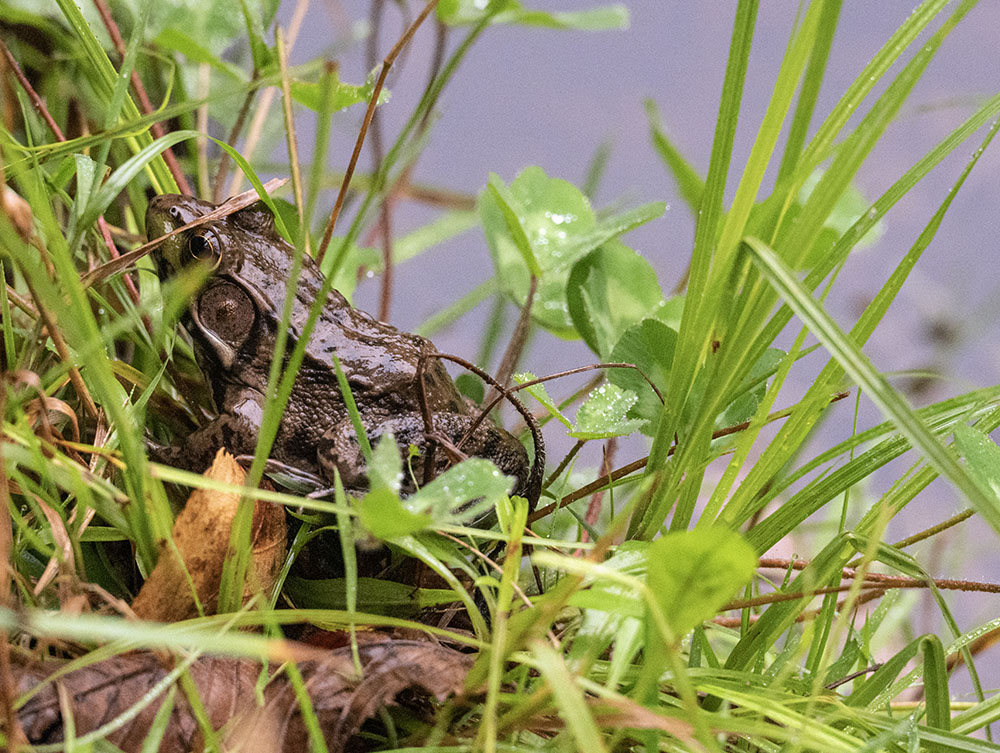 Small green frog spotted next to a creek leading into Butler Lake.
