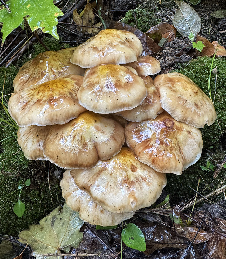 A luscious patch of honey fungi.