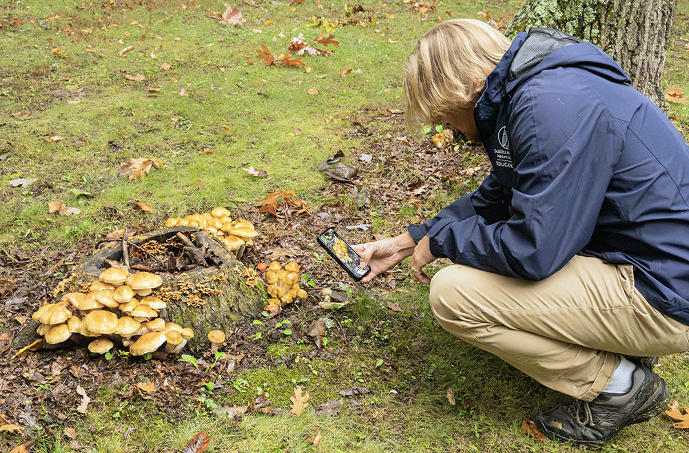Jim stops to shoot a colony of mushrooms in the picnic area at Greenbush where the trailhead is. 