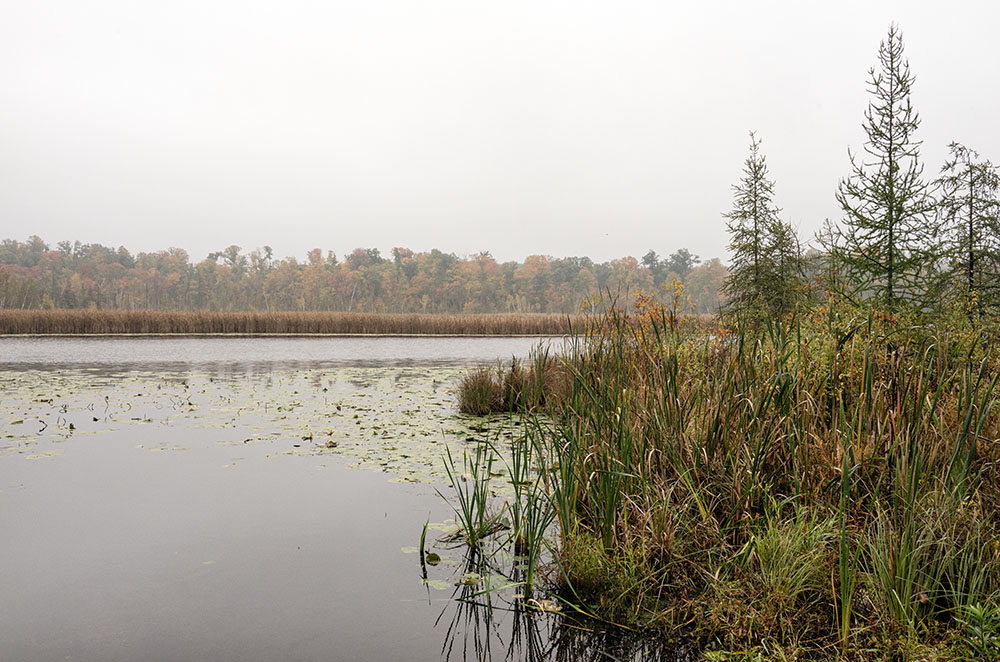 Tamaracks rise on the near shore of Butler Lake; a full range of autumn colors graces the misty distant shore.
