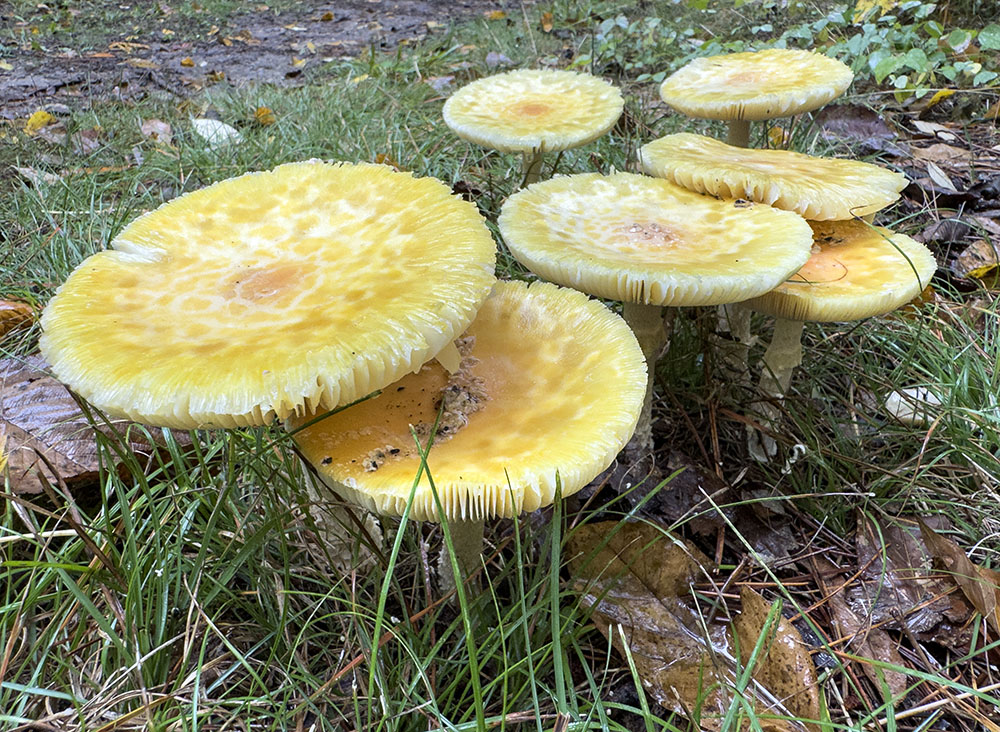 These plate-sized mushrooms went unidentified, preferring to remain anonymous, perhaps awaiting the arrival of a hookah-bearing caterpillar.