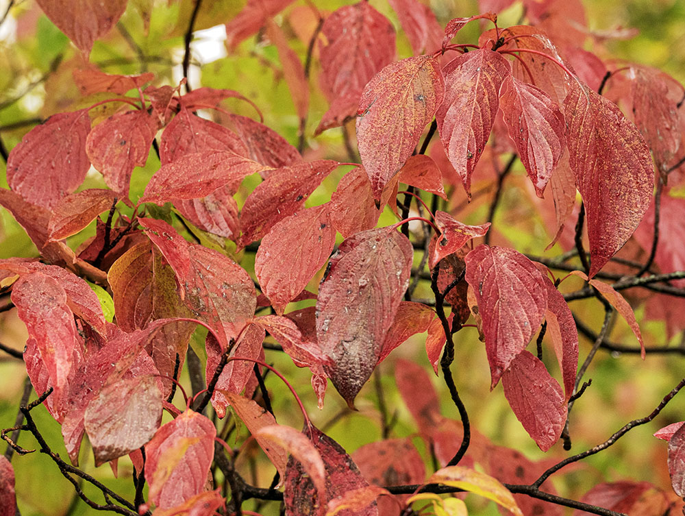 A pagoda dogwood provides a splash of brilliant red along the trail.
