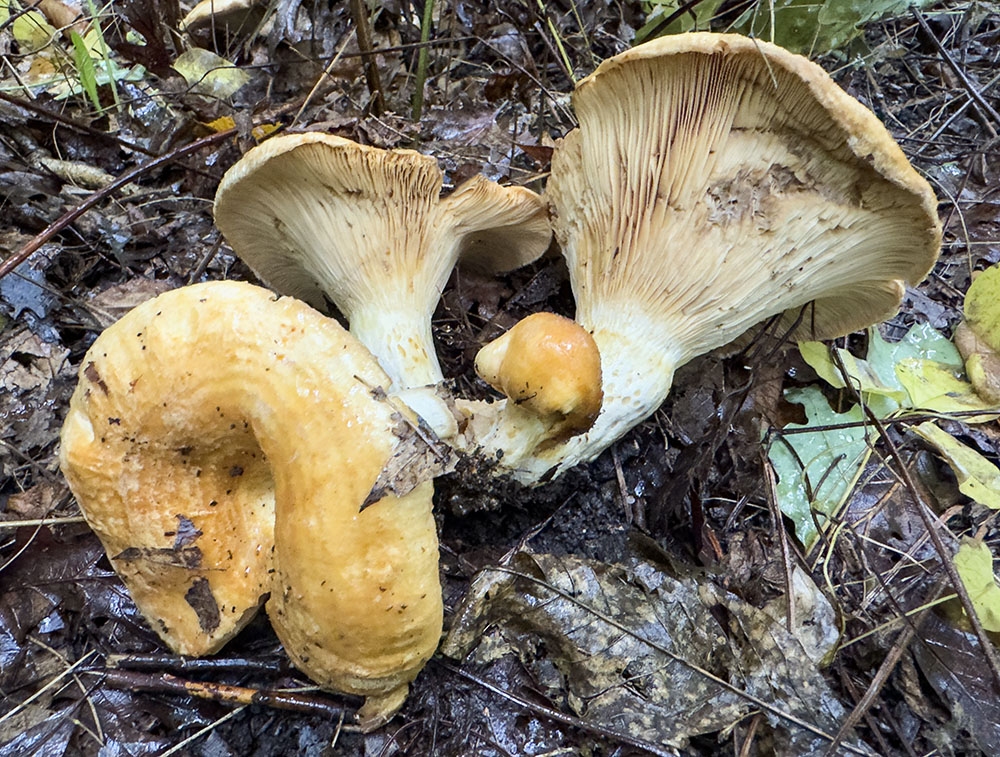 A trio of golden oyster mushrooms beside the trail.