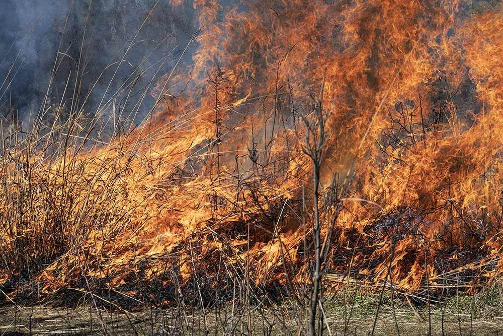 An example of fire volatility in prairies. The fuel consists of tall dried out grasses, as well as years of fire suppression and fuel build up.