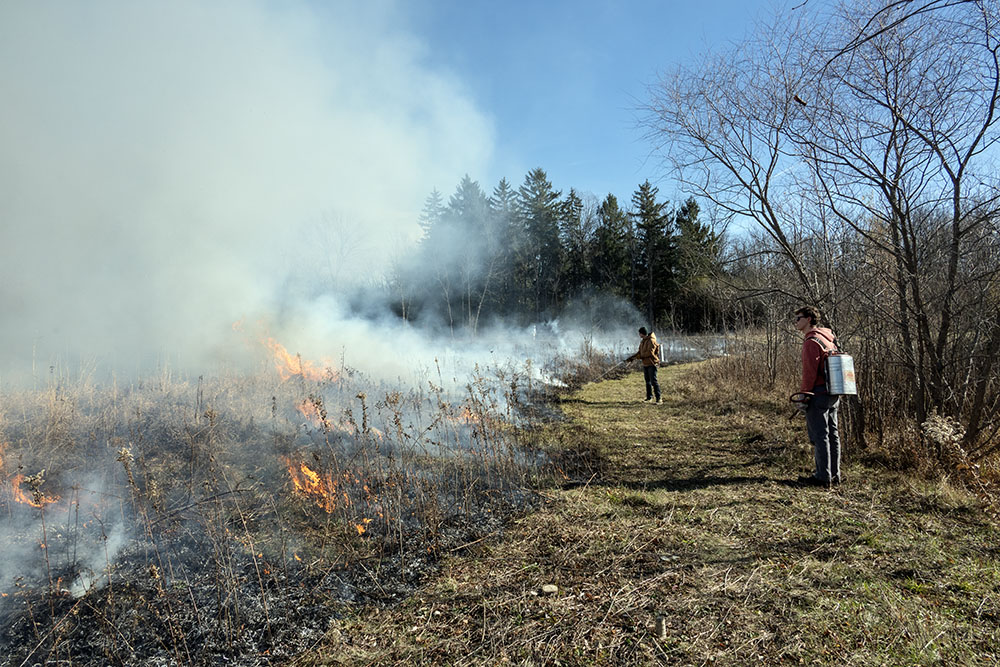 Native prairie species have adapted to survive regular burning; some even require fire to successfully propagate.