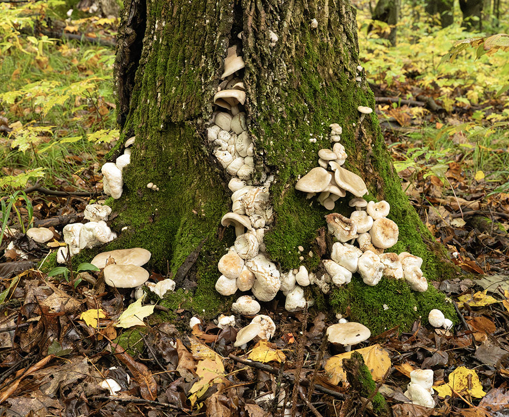 Shrimp of the Woods mushrooms appear to spill out of the trunk of this tree like hidden treasure.