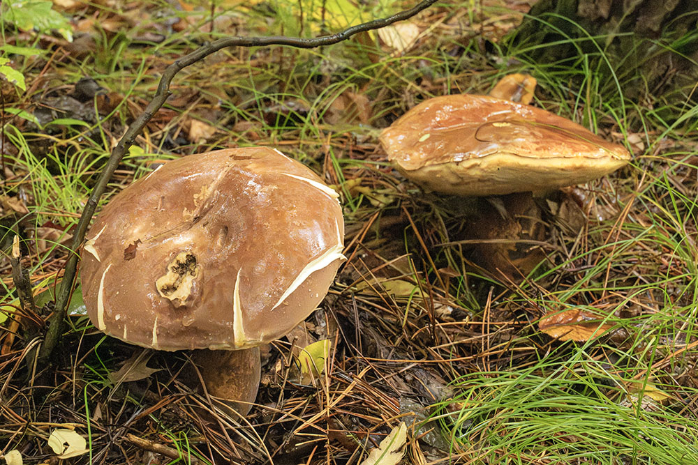 Spotted Bolete Mushrooms.