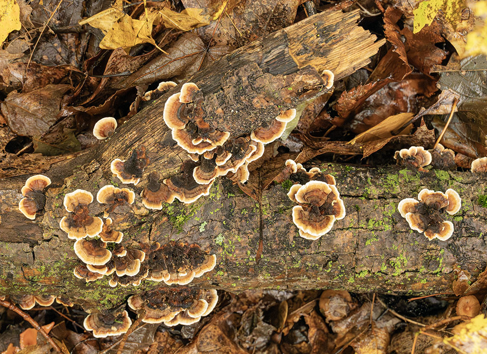 Turkey tail mushrooms on a small log.
