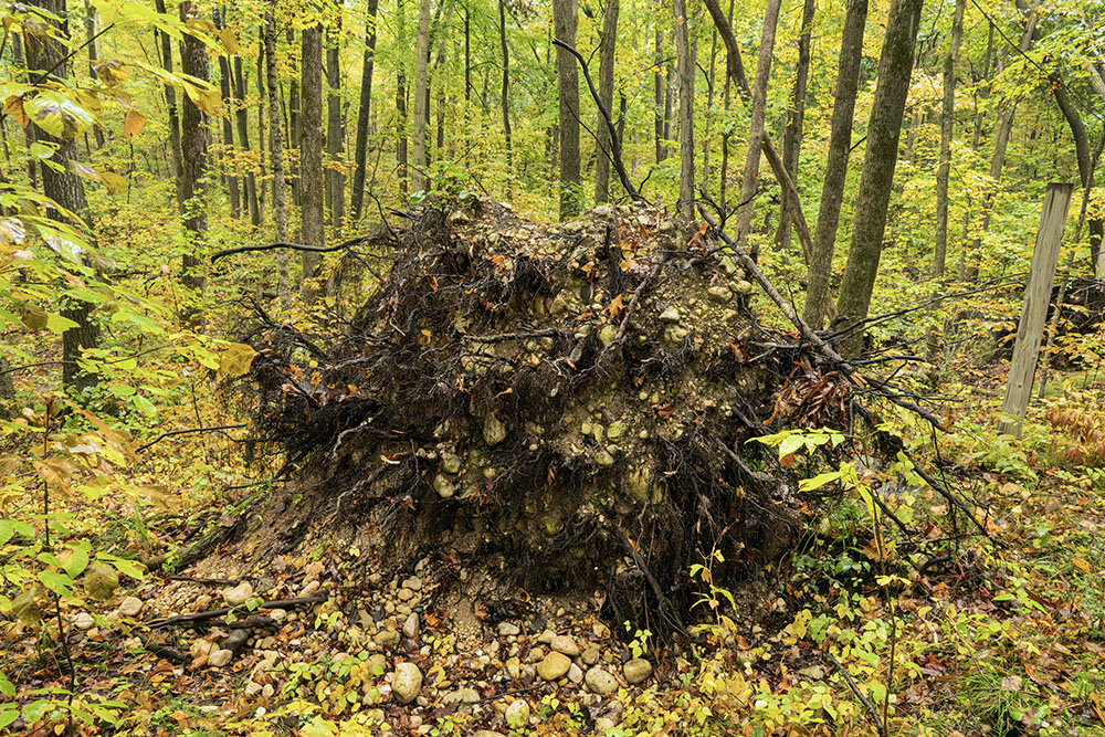 An uprooted tree reveals just how rocky the glacial terrain is.