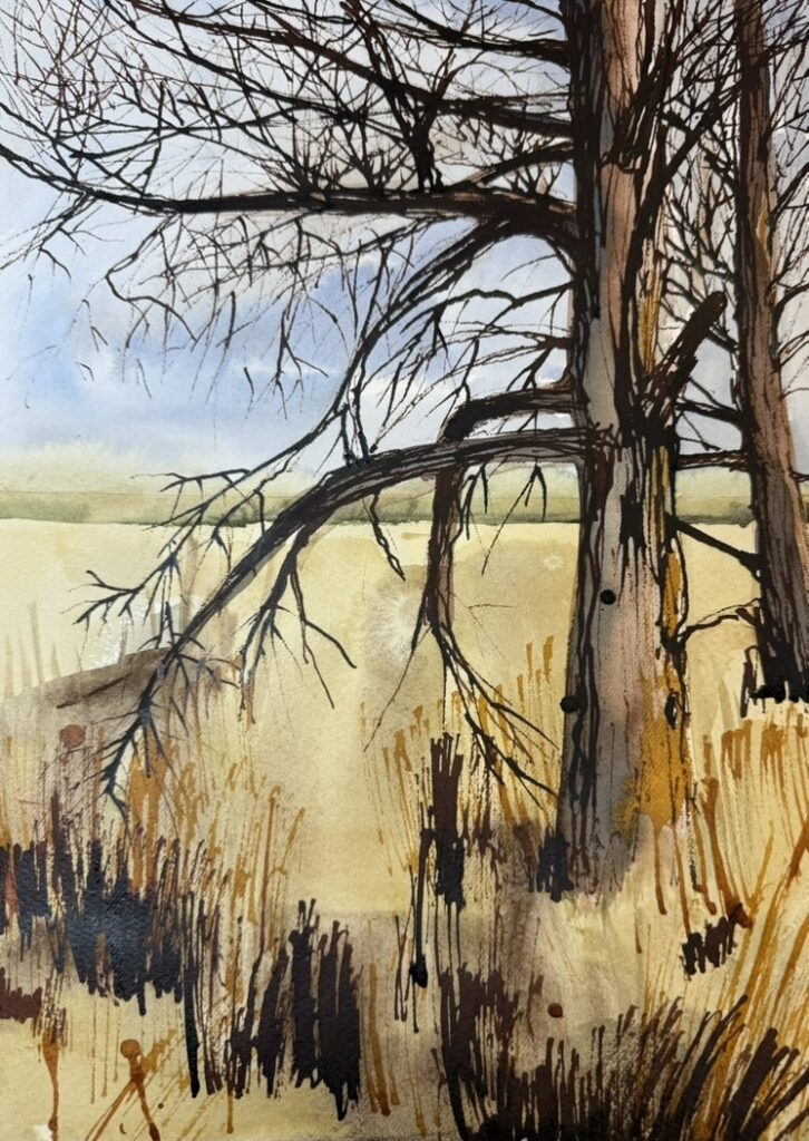 Sketchbook study of Zinn Preserve.